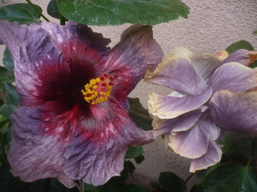 P1460937 - Drama Queen