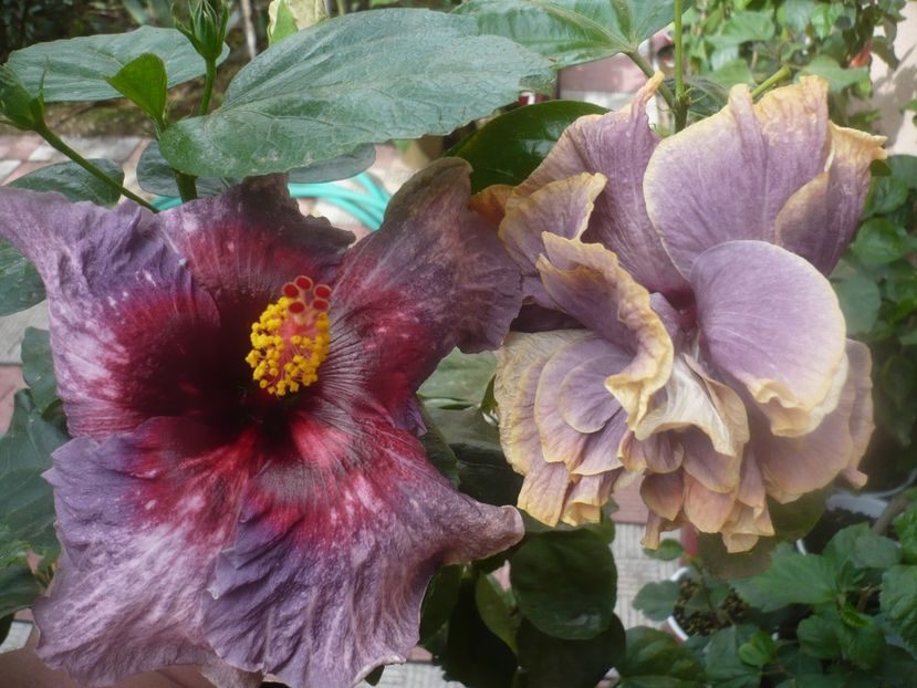 P1460941 - Drama Queen