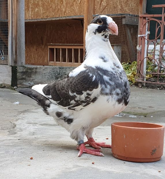 Pui luna septembrie 2020 - Pui 2020