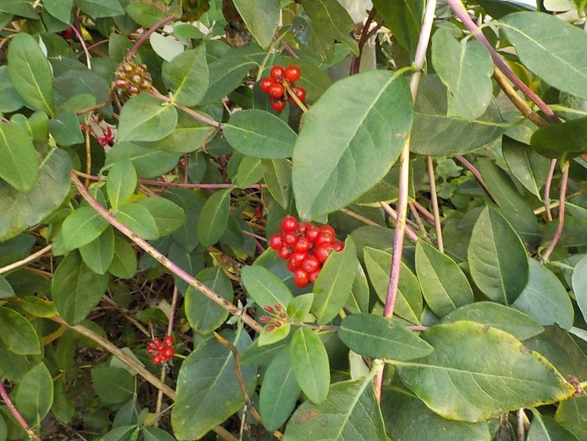  - lonicera