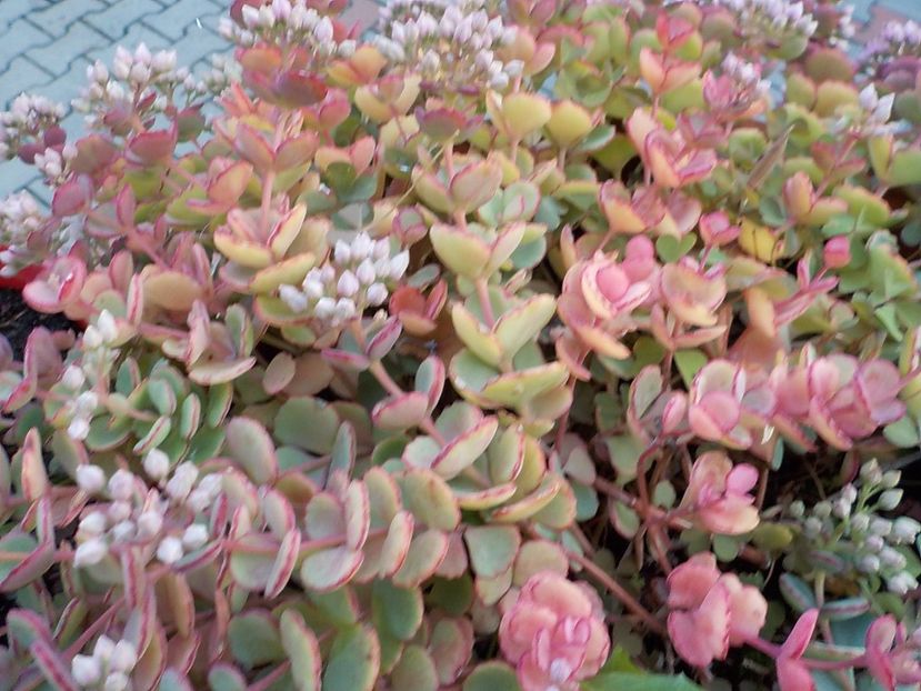 - sedum sieboldii
