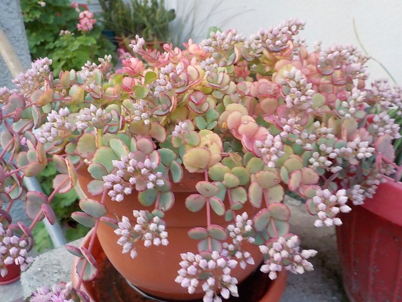  - sedum sieboldii