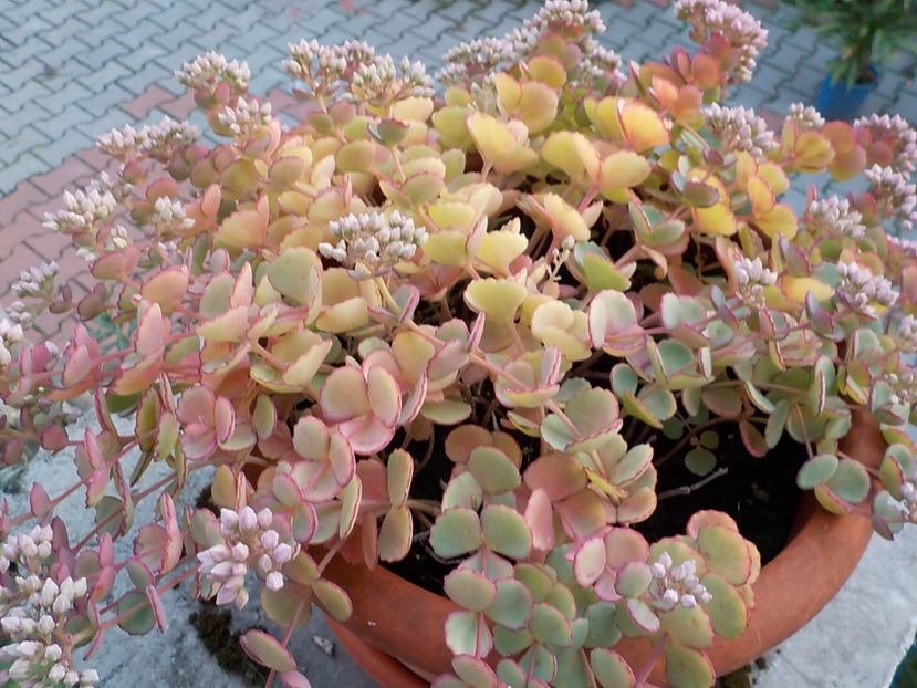  - sedum sieboldii