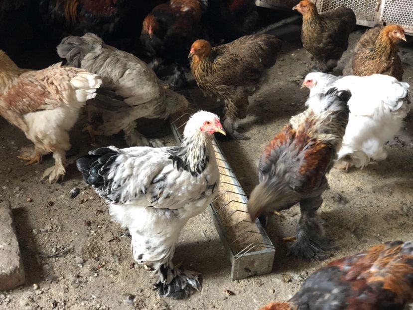 59C5AC79-A60B-46C3-9501-2F493E1B4160 - Seria 4 - mai