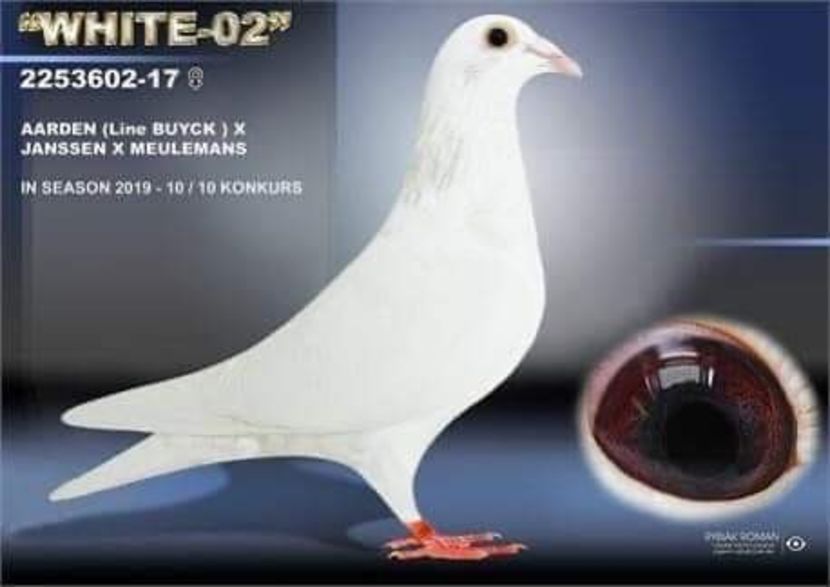  - NU AMI APARTIN 2020