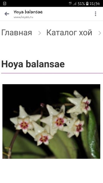 Screenshot_20201010-213409_Messenger - Ovalifolia - Balansae