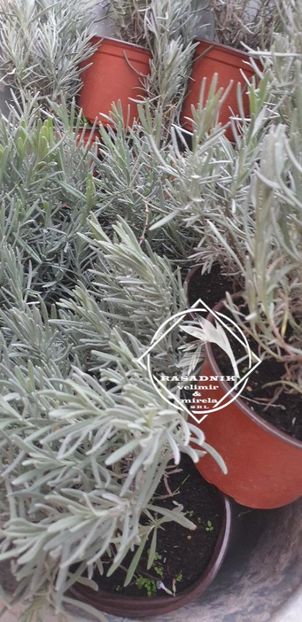 lavanda argintie - Silver Mist 2 - LAVANDA HIBERNICA argintie