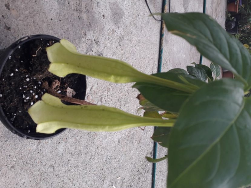  - Talmeș balmeș 2020