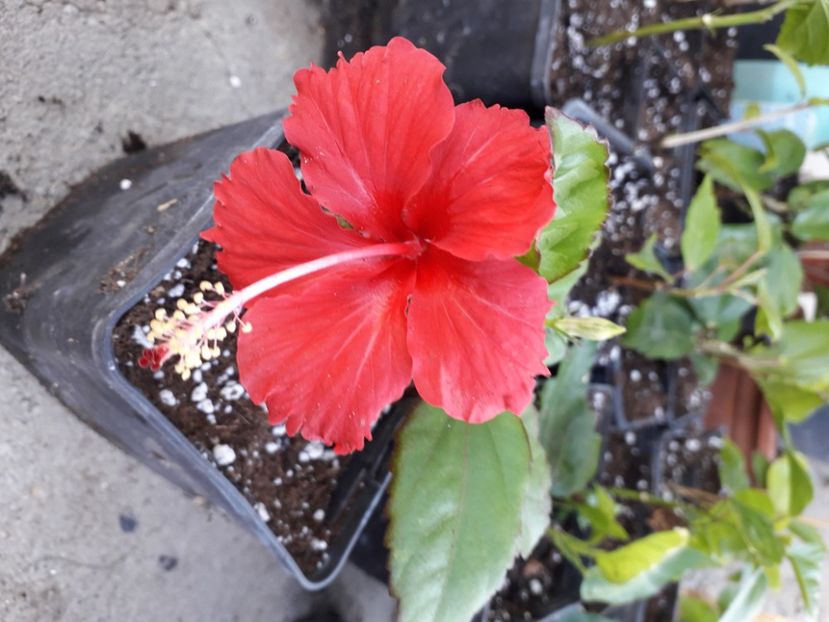  - Talmeș balmeș 2020