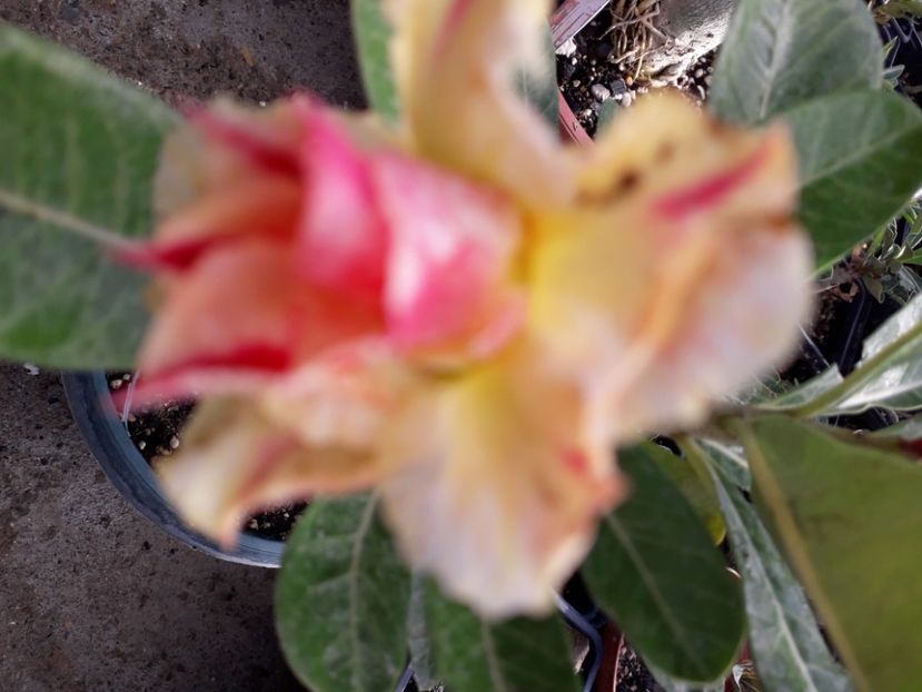  - Talmeș balmeș 2020