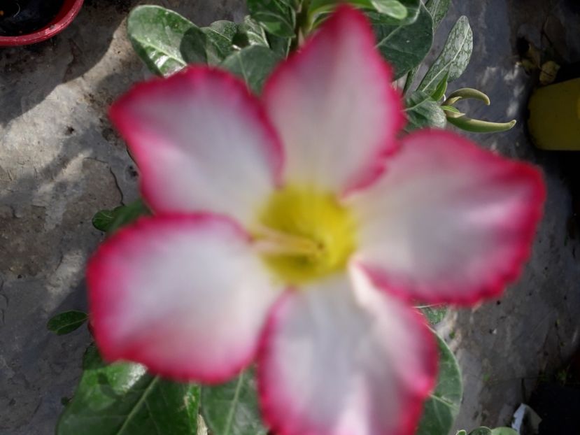  - Talmeș balmeș 2020