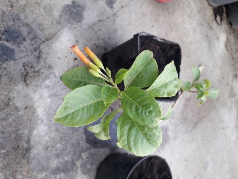  - Talmeș balmeș 2020