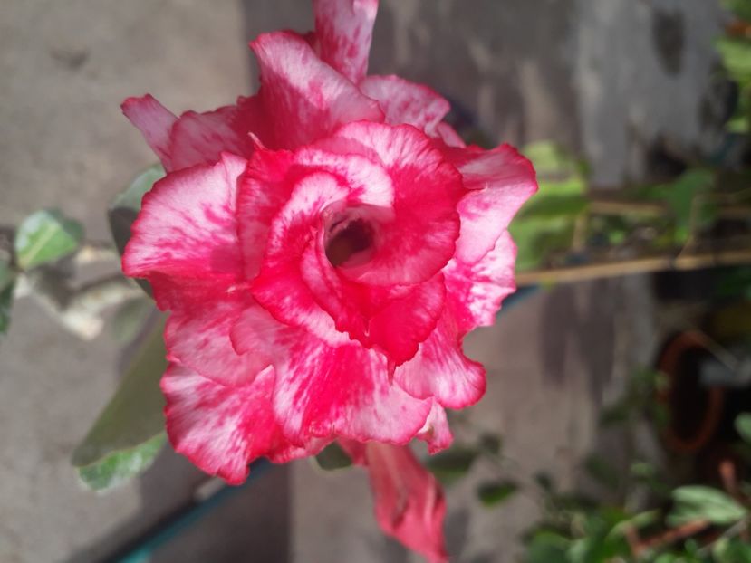  - Talmeș balmeș 2020