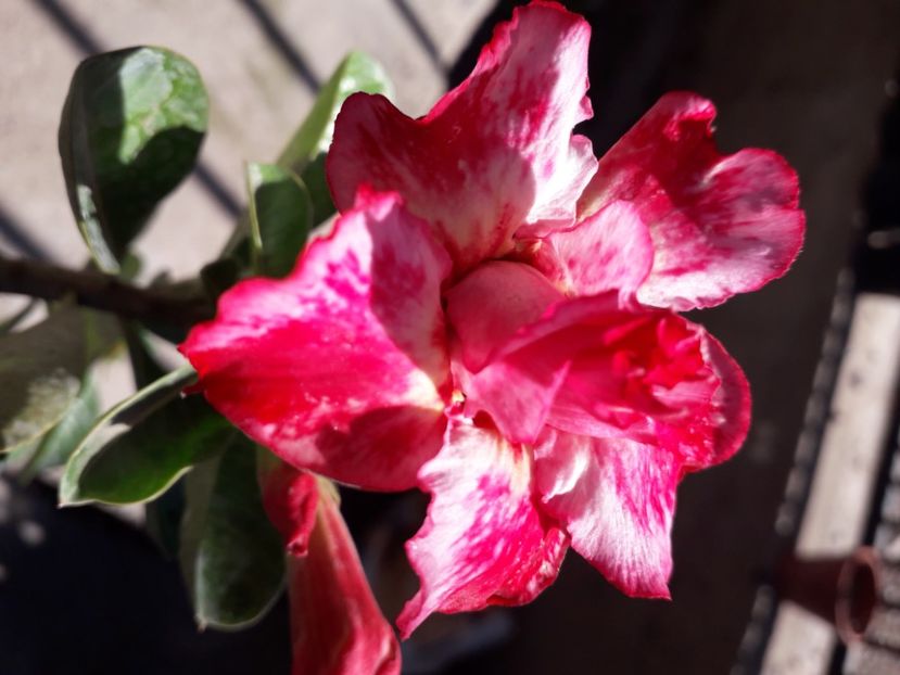  - Talmeș balmeș 2020