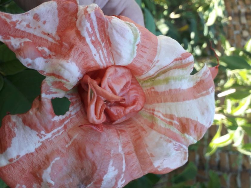  - Talmeș balmeș 2020