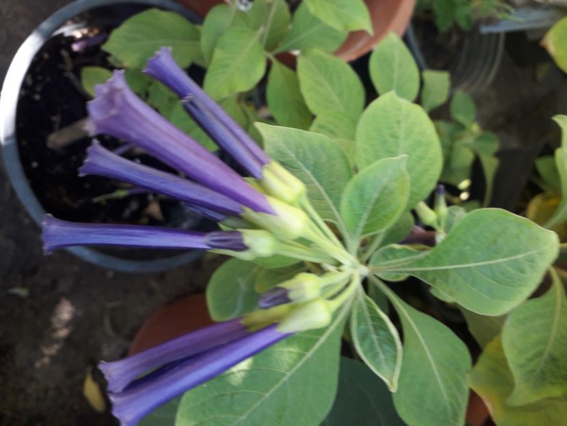  - Talmeș balmeș 2020