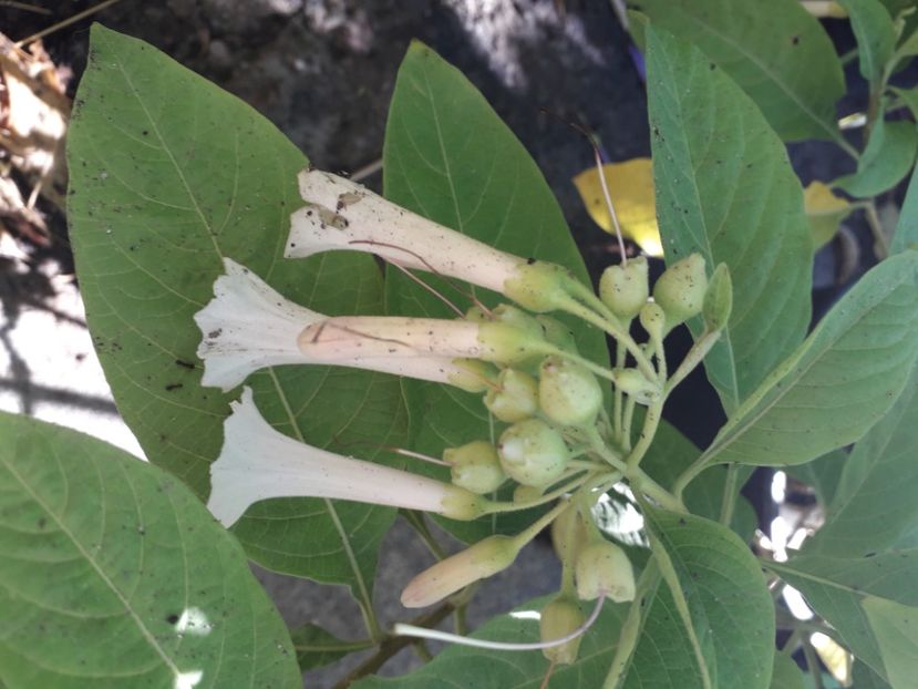  - Talmeș balmeș 2020