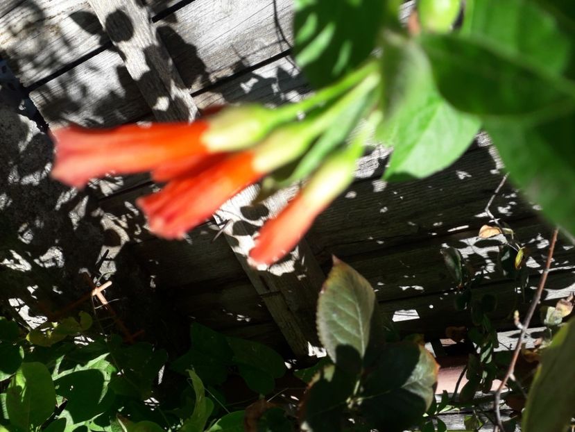  - Talmeș balmeș 2020