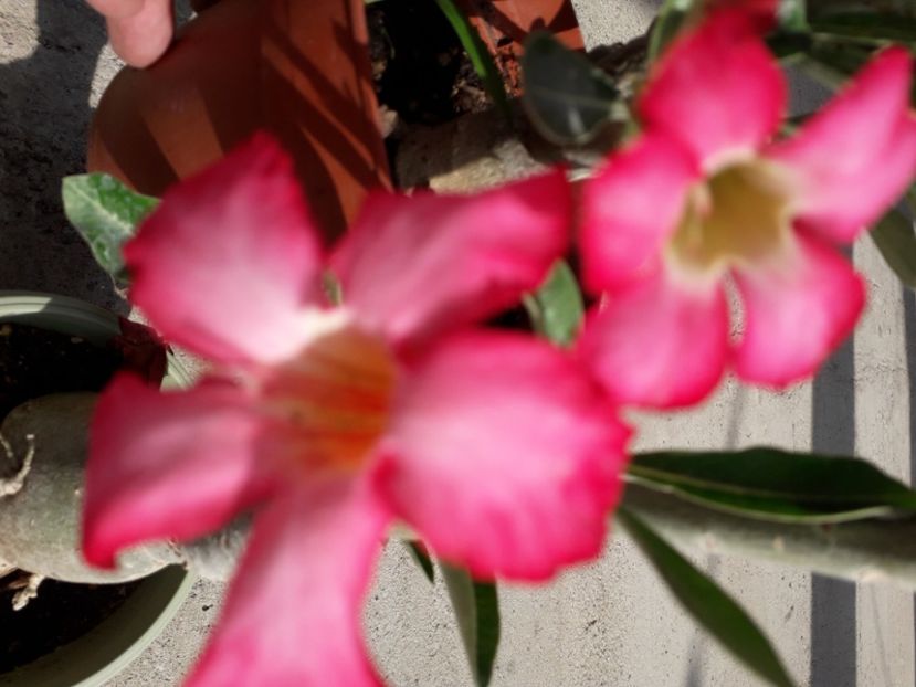  - Talmeș balmeș 2020