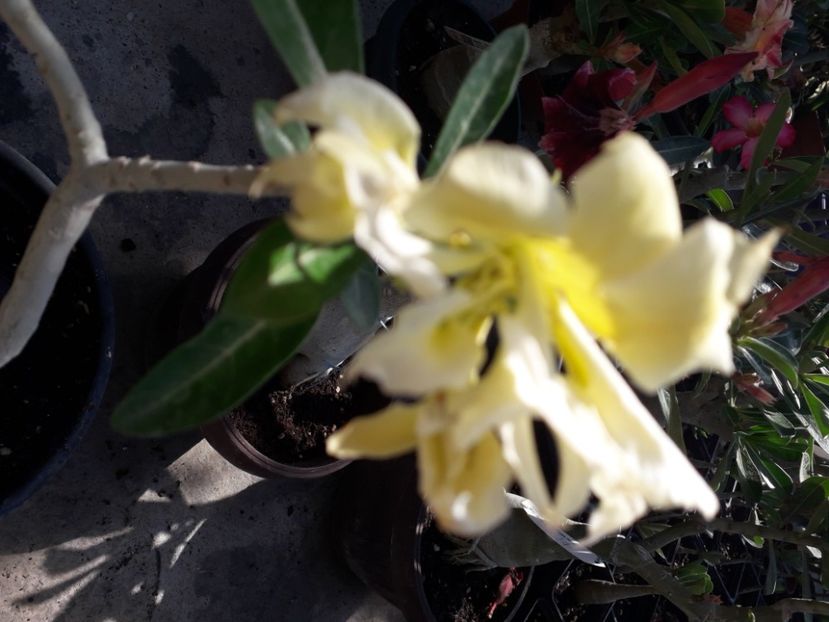  - Talmeș balmeș 2020