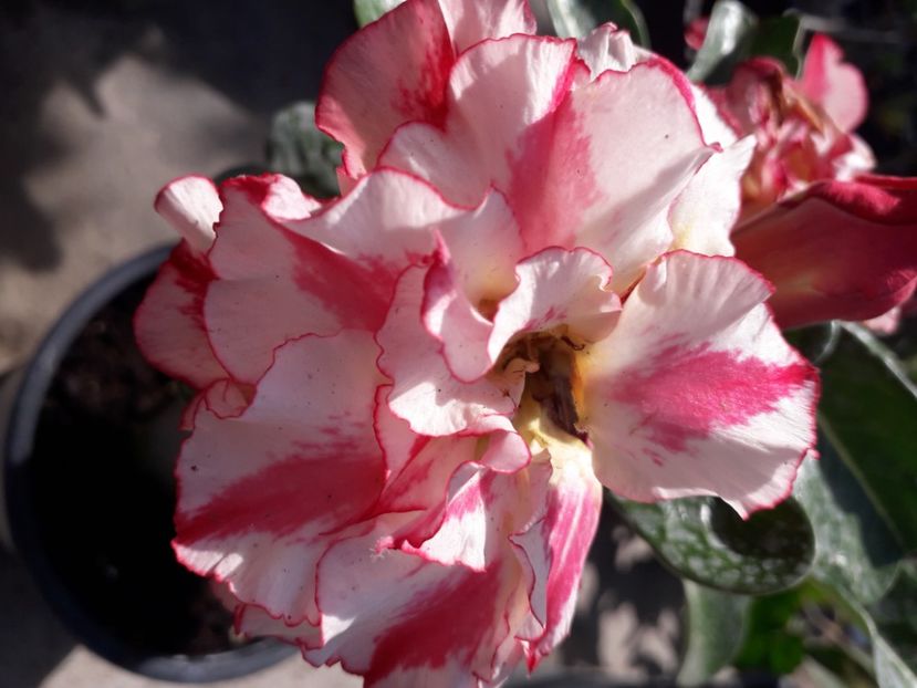  - Talmeș balmeș 2020