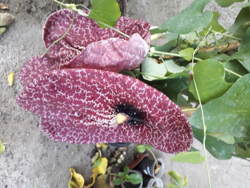  - Talmeș balmeș 2020