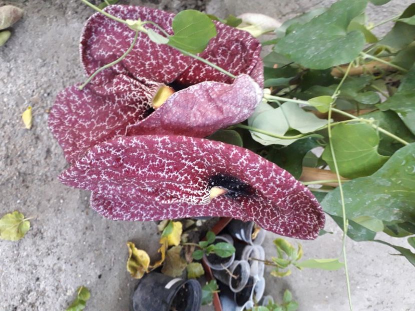  - Talmeș balmeș 2020