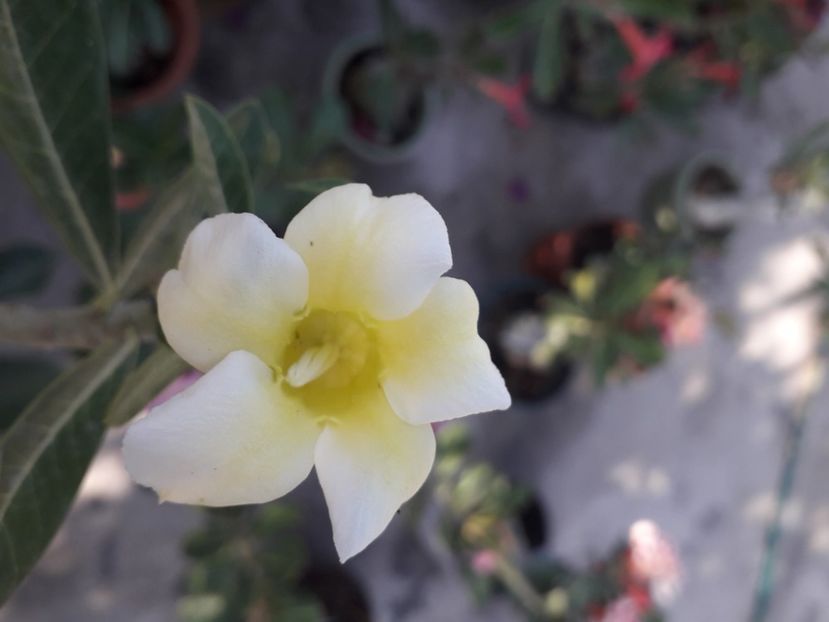  - Talmeș balmeș 2020