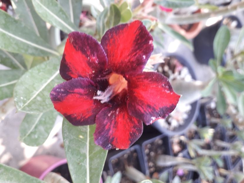  - Talmeș balmeș 2020