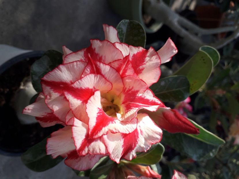  - Talmeș balmeș 2020