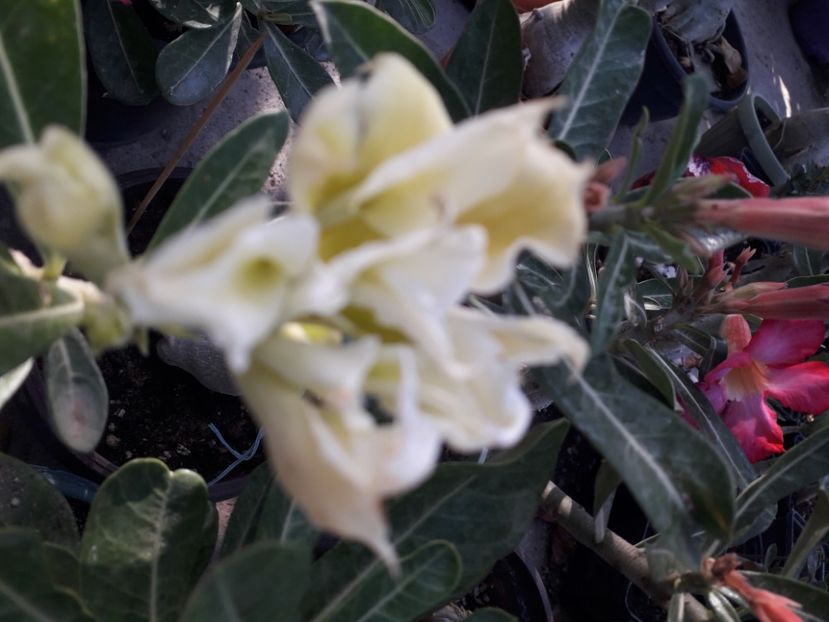  - Talmeș balmeș 2020