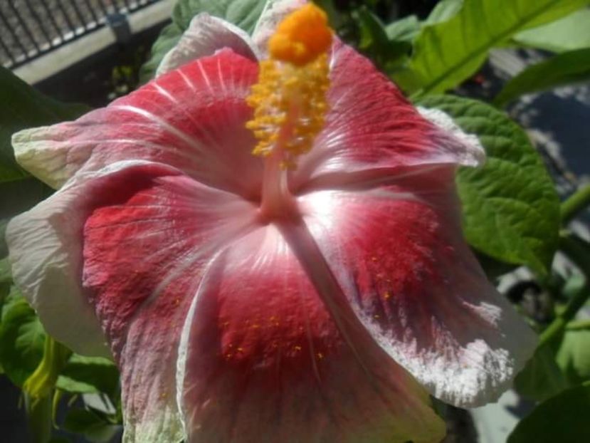  - Talmeș balmeș 2020