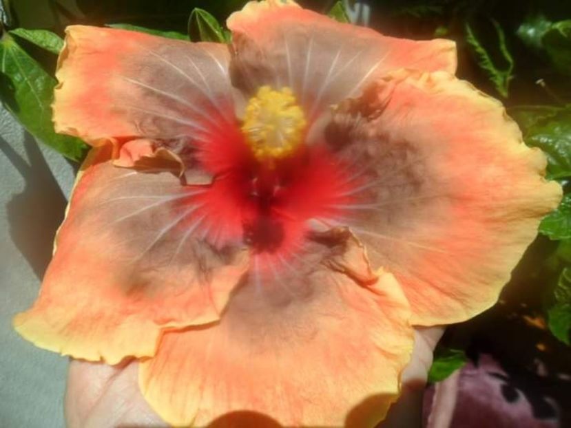  - Talmeș balmeș 2020