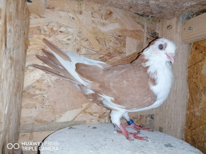  - porumbei care mi-au apartinut