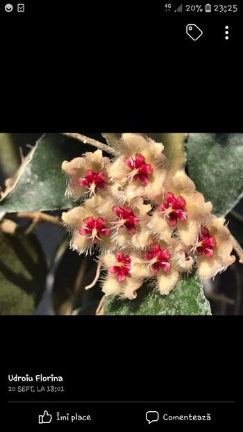 Screenshot_20201010-232533_Facebook - Caudata Sumatra f