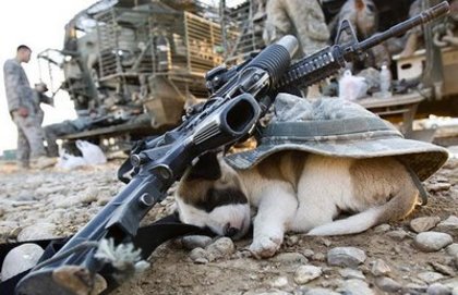 puppy-gun-iraq_1109479i - mori de ras