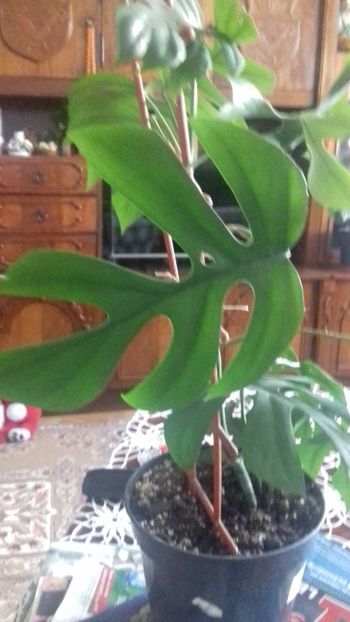 Rhaphidophora tetrasperma - 003-1 Philodendron