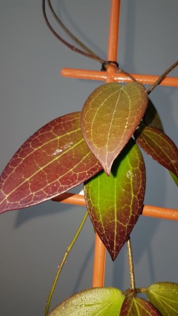  - Pottsii