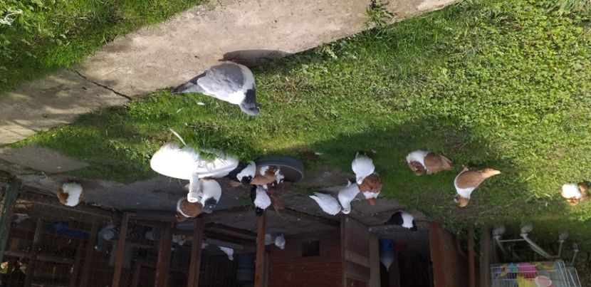 Băiță - Strasser 2019-2023