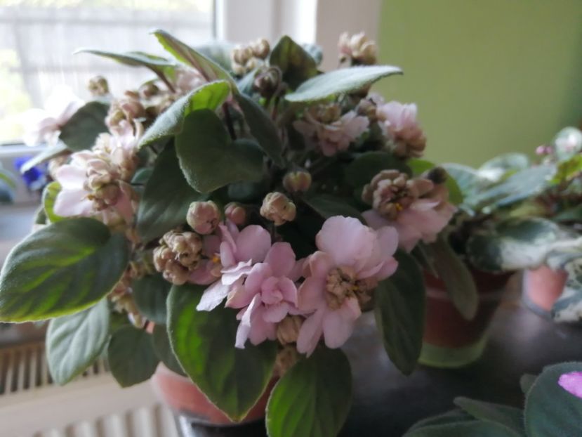  - Pink Mint