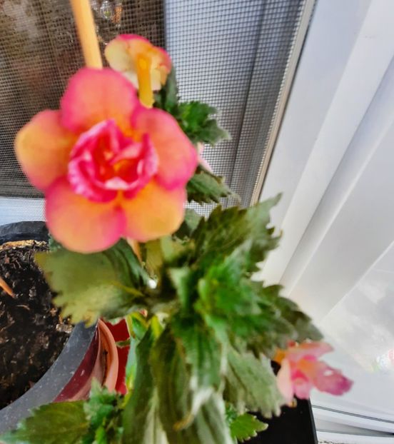 20201011_122902~2 - CYTRO ROT