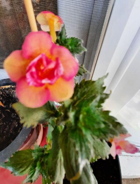 20201011_122904~2 - CYTRO ROT