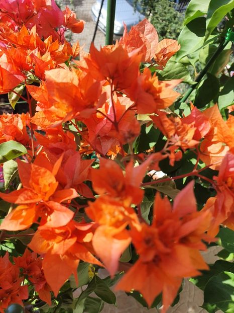  - bouga Mahara Orange