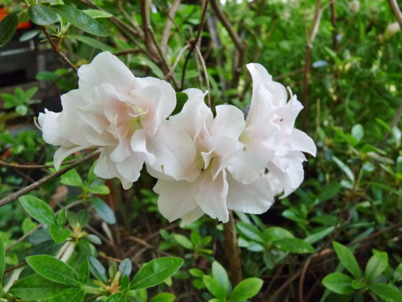  - Azalee si Rhododendroni