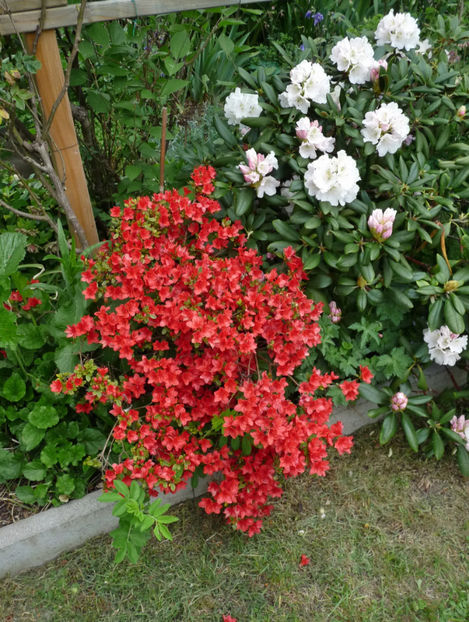  - Azalee si Rhododendroni