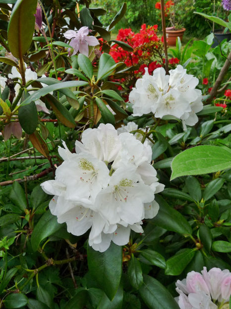  - Azalee si Rhododendroni