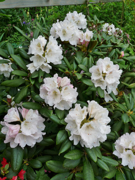  - Azalee si Rhododendroni