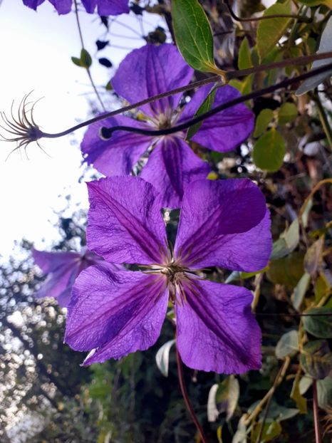  - Clematite 2015-prezent