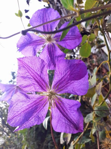  - Clematite 2015-prezent