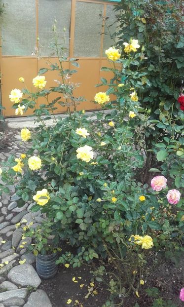 11 10 2020 - Friesia